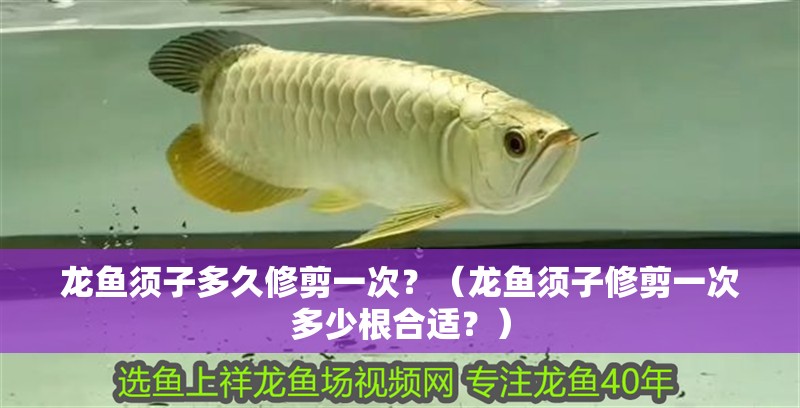 龍魚須子多久修剪一次？（龍魚須子修剪一次多少根合適？）