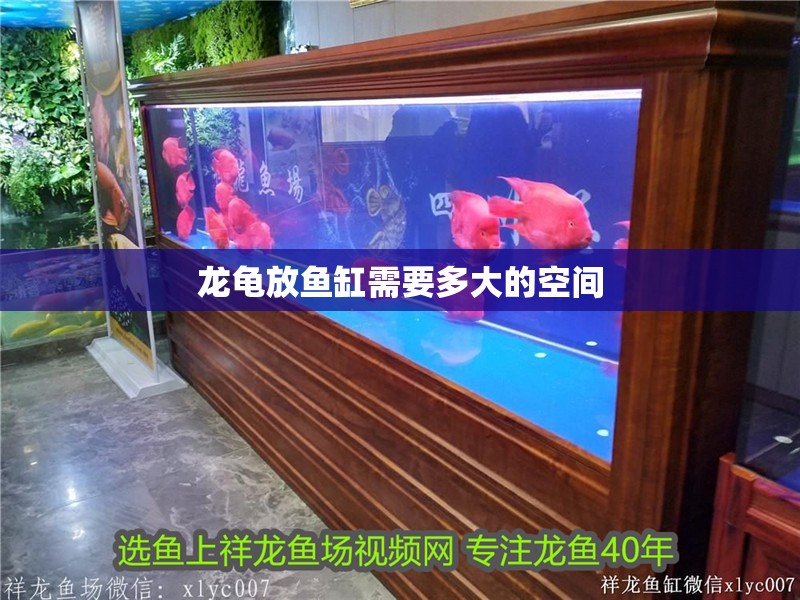 龍龜放魚缸需要多大的空間