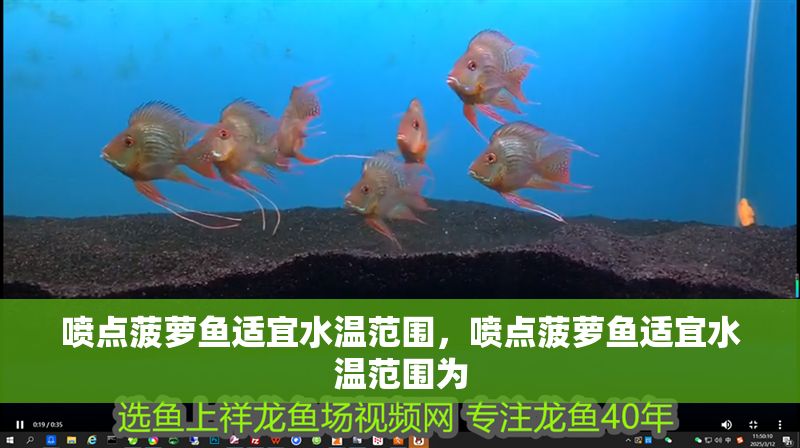 噴點菠蘿魚適宜水溫范圍，噴點菠蘿魚適宜水溫范圍為