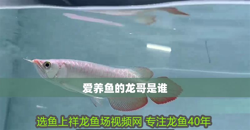 愛養魚的龍哥是誰