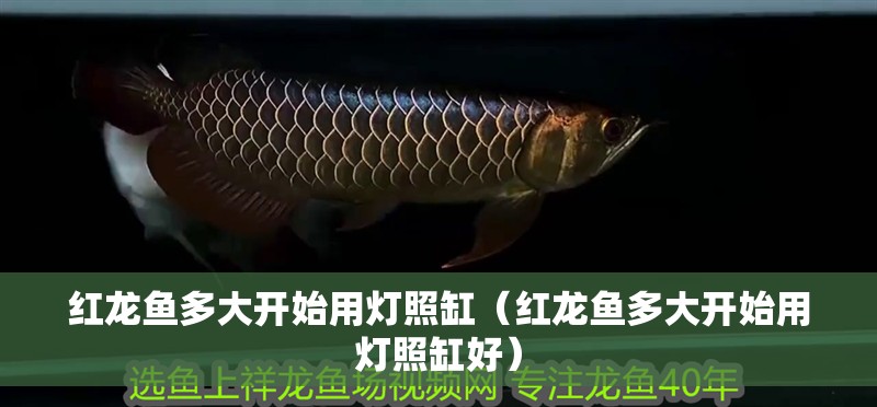 紅龍魚多大開始用燈照缸（紅龍魚多大開始用燈照缸好）