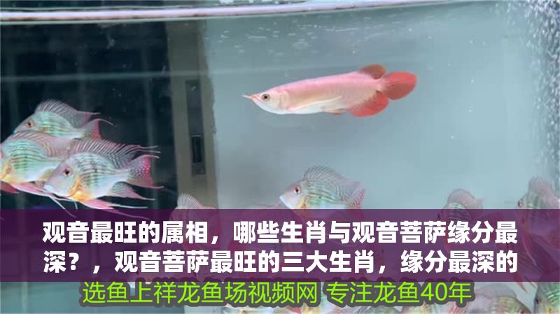 觀音最旺的屬相，哪些生肖與觀音菩薩緣分最深？，觀音菩薩最旺的三大生肖，緣分最深的屬相揭秘