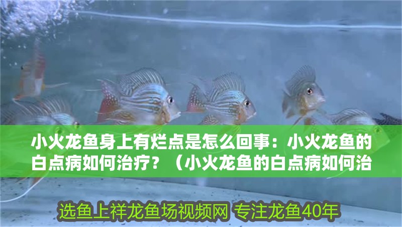 小火龍魚身上有爛點(diǎn)是怎么回事：小火龍魚的白點(diǎn)病如何治療？（小火龍魚的白點(diǎn)病如何治療）
