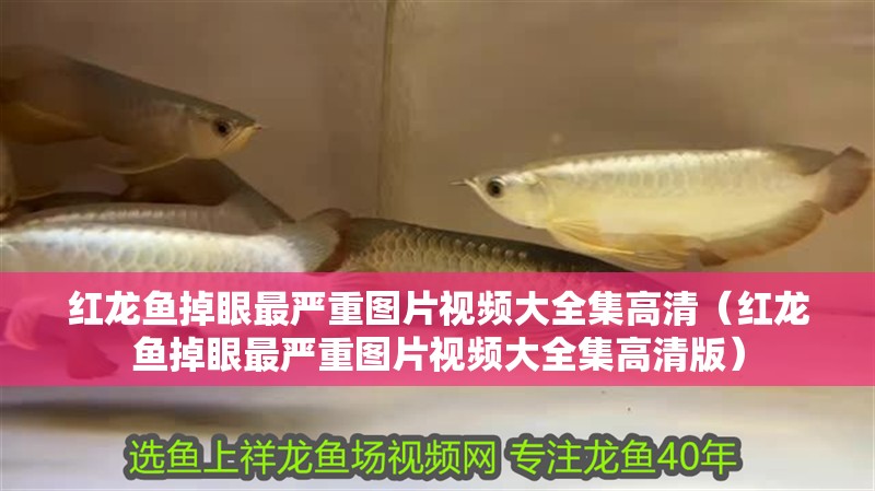 紅龍魚掉眼最嚴重圖片視頻大全集高清（紅龍魚掉眼最嚴重圖片視頻大全集高清版）