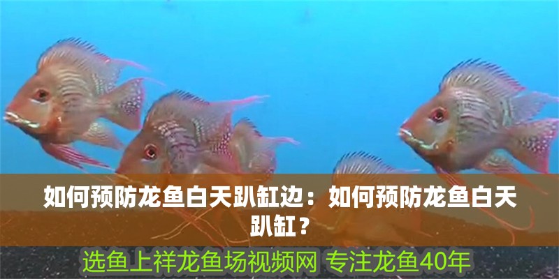 如何預(yù)防龍魚白天趴缸邊：如何預(yù)防龍魚白天趴缸？