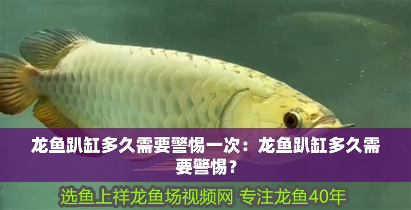 魚缸過濾器選購指南:自制魚缸過濾器魚缸上置過濾器對于養魚愛好者的必備知識 龍魚趴缸多久需要警惕一次:龍魚趴缸多久需要警惕? 水族問答 龍魚趴缸多久需要警惕一次:龍魚趴缸多久需要警惕? 龍魚趴缸多久需要警惕一次:龍魚趴缸多久需要警惕? 水族問答