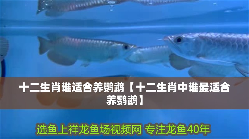 十二生肖誰適合養鸚鵡【十二生肖中誰最適合養鸚鵡】