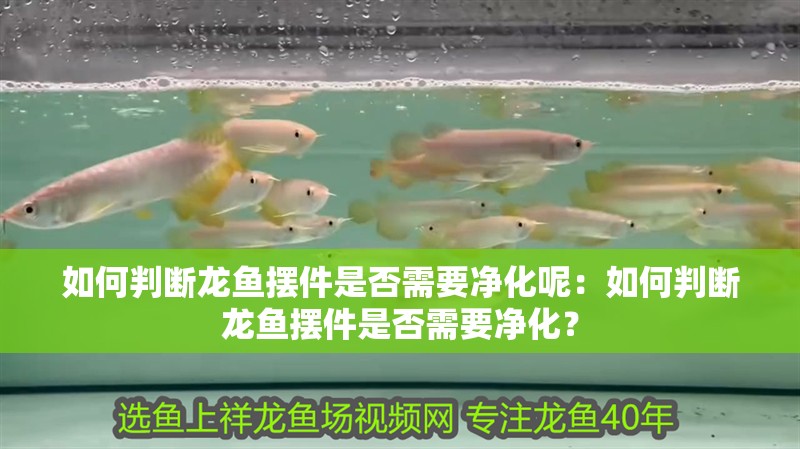 如何判斷龍魚擺件是否需要凈化呢：如何判斷龍魚擺件是否需要凈化？