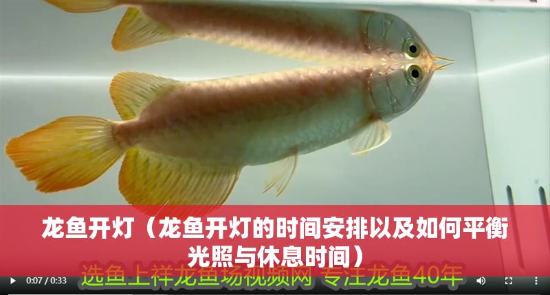 龍魚開燈（龍魚開燈的時間安排以及如何平衡光照與休息時間）
