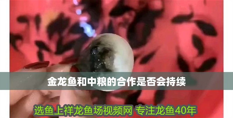 金龍魚和中糧的合作是否會持續