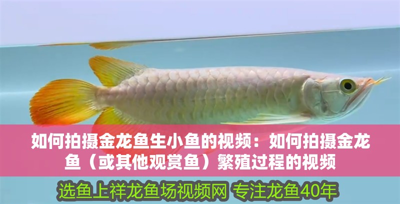 我的虎魚真菌感染了要怎么處理 如何拍攝金龍魚生小魚的視頻:如何拍攝金龍魚(或其他觀賞魚)繁殖過程的視頻 龍魚百科 如何拍攝金龍魚生小魚的視頻:如何拍攝金龍魚(或其他觀賞魚)繁殖過程的視頻 如何拍攝金龍魚生小魚的視頻:如何拍攝金龍魚(或其他觀賞魚)繁殖過程的視頻 龍魚百科