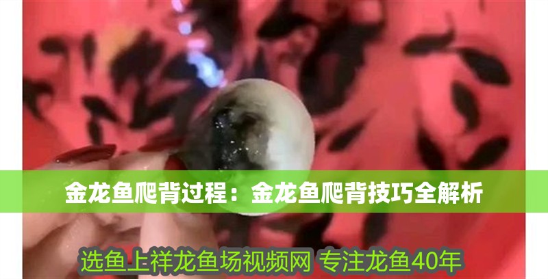 金龍魚爬背過程：金龍魚爬背技巧全解析