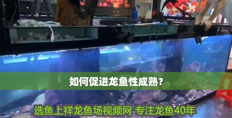 如何促進(jìn)龍魚性成熟？