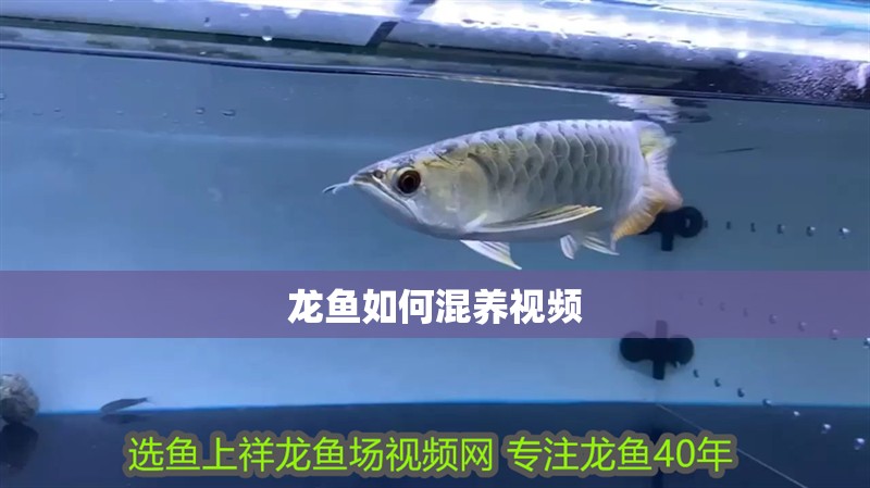 龍魚如何混養視頻