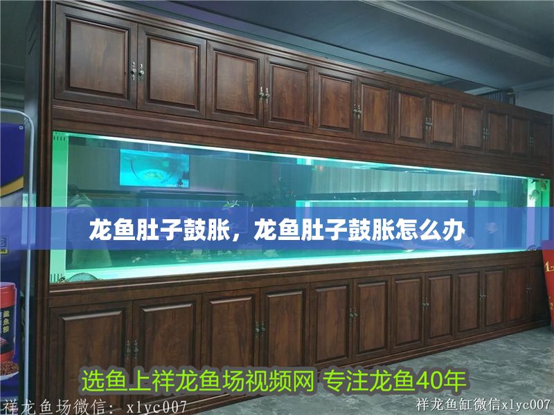 龍魚肚子鼓脹，龍魚肚子鼓脹怎么辦