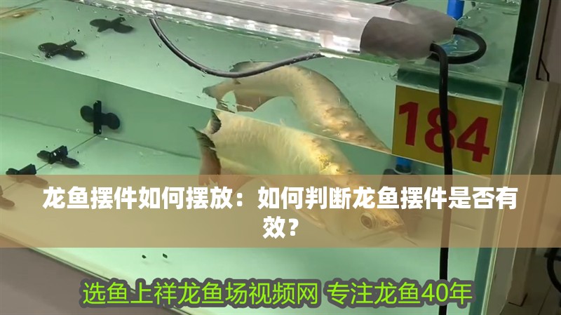 龍魚擺件如何擺放：如何判斷龍魚擺件是否有效？