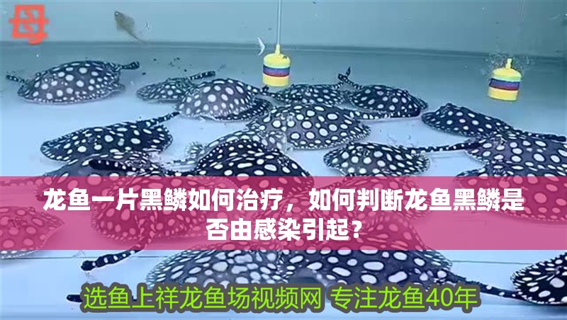 龍魚一片黑鱗如何治療，如何判斷龍魚黑鱗是否由感染引起？