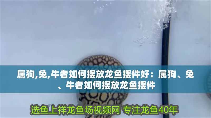 屬狗,兔,牛者如何擺放龍魚擺件好：屬狗、兔、牛者如何擺放龍魚擺件