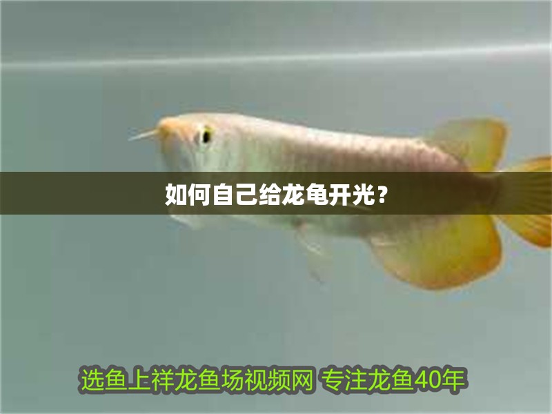 如何自己給龍龜開光？