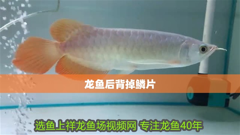 龍魚后背掉鱗片 龍魚后背掉鱗片 龍魚百科