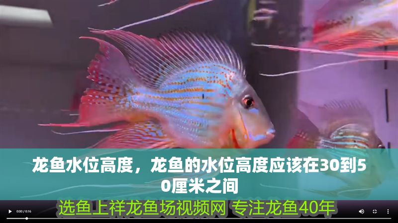 龍魚水位高度，龍魚的水位高度應該在30到50厘米之間