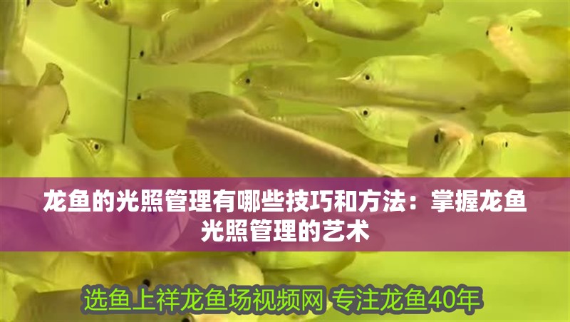 龍魚的光照管理有哪些技巧和方法：掌握龍魚光照管理的藝術(shù)