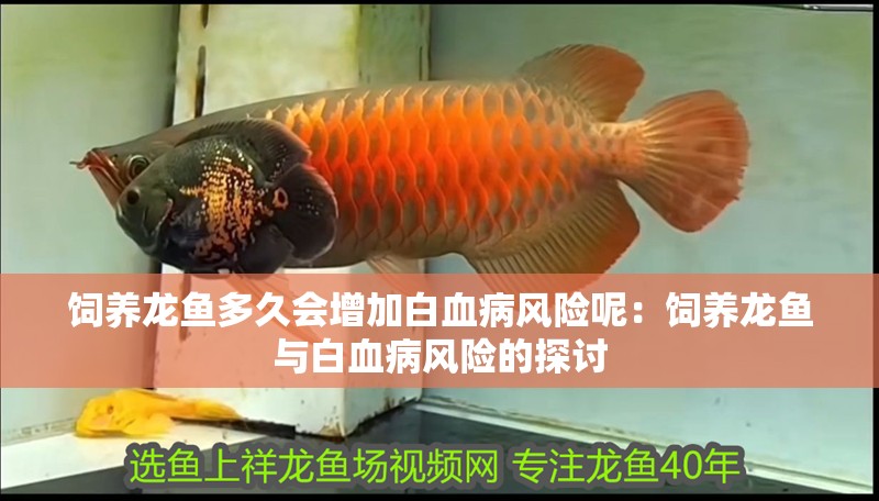 飼養龍魚多久會增加白血病風險呢：飼養龍魚與白血病風險的探討