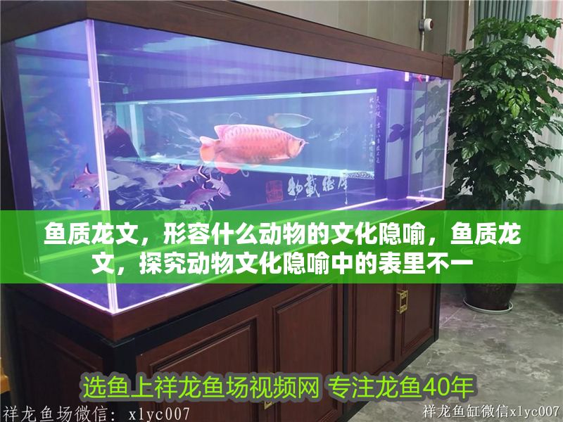 魚質龍文，形容什么動物的文化隱喻，魚質龍文，探究動物文化隱喻中的表里不一