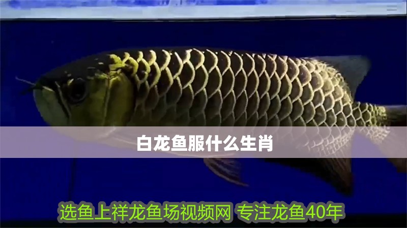 白龍魚服什么生肖