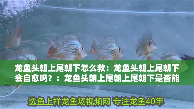 龍魚頭朝上尾朝下怎么救：龍魚頭朝上尾朝下會自愈嗎？：龍魚頭朝上尾朝上尾朝下是否能自愈，龍魚頭朝下是否能自愈