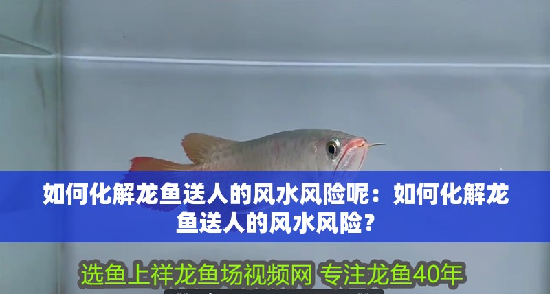 如何化解龍魚送人的風水風險呢：如何化解龍魚送人的風水風險？