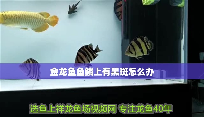 金龍魚魚鱗上有黑斑怎么辦