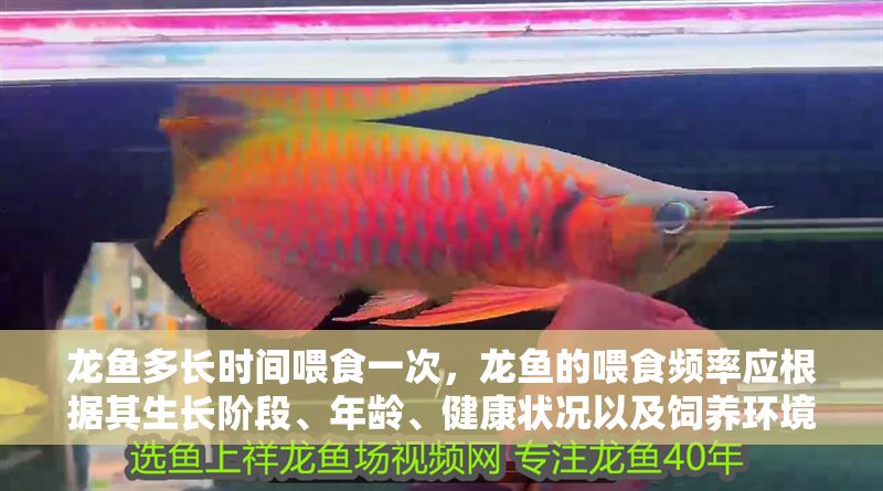 龍魚多長時間喂食一次，龍魚的喂食頻率應根據其生長階段、年齡、健康狀況以及飼養環境等因素決定