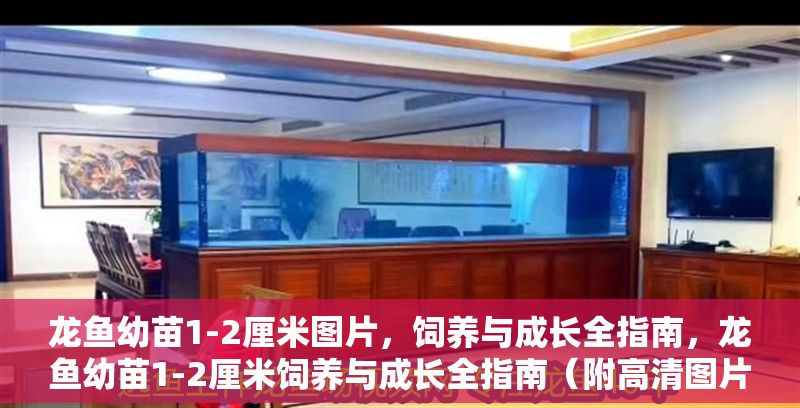 龍魚幼苗1-2厘米圖片，飼養(yǎng)與成長全指南，龍魚幼苗1-2厘米飼養(yǎng)與成長全指南（附高清圖片）