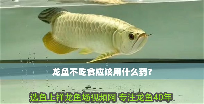 龍魚(yú)不吃食應(yīng)該用什么藥？