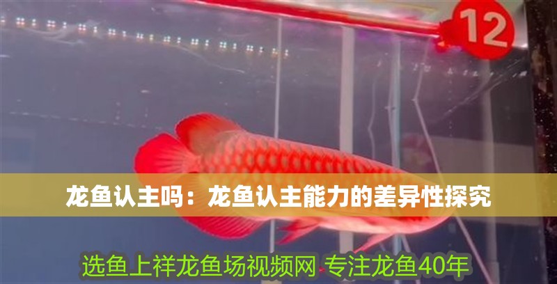 龍魚認主嗎：龍魚認主能力的差異性探究