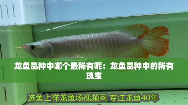 龍魚品種中哪個最稀有呢：龍魚品種中的稀有瑰寶