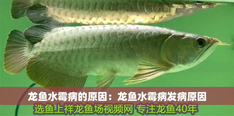 龍魚水霉病的原因:龍魚水霉病發病原因 龍魚百科 第2張 龍魚水霉病的原因:龍魚水霉病發病原因 龍魚水霉病的原因:龍魚水霉病發病原因 龍魚百科 第2張