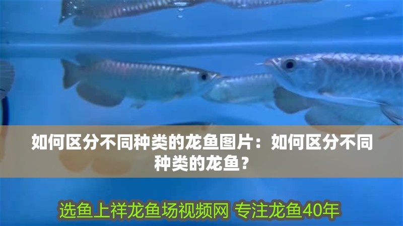 如何區分不同種類的龍魚圖片：如何區分不同種類的龍魚？