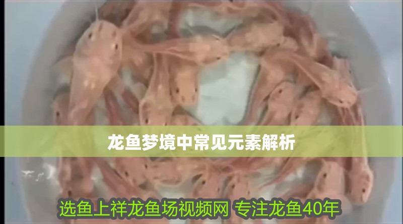 龍魚夢境中常見元素解析