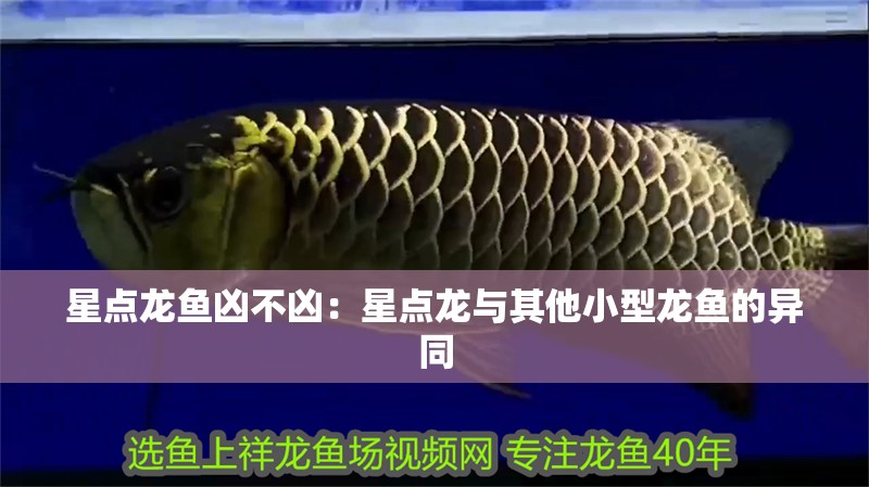星點龍魚兇不兇：星點龍與其他小型龍魚的異同 星點龍魚兇不兇：星點龍與其他小型龍魚的異同 水族問答