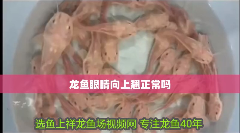 龍魚眼睛向上翹正常嗎