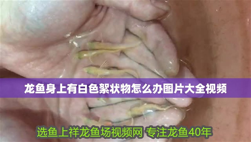 龍魚身上有白色絮狀物怎么辦圖片大全視頻
