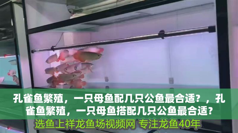 孔雀魚繁殖，一只母魚配幾只公魚最合適？，孔雀魚繁殖，一只母魚搭配幾只公魚最合適？