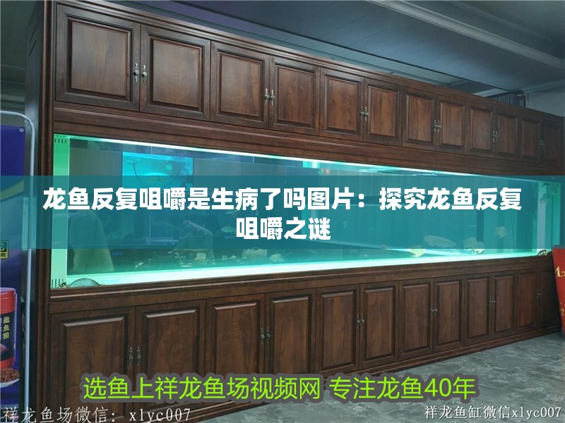 龍魚反復(fù)咀嚼是生病了嗎圖片：探究龍魚反復(fù)咀嚼之謎