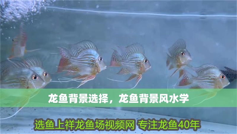 龍魚背景選擇，龍魚背景風(fēng)水學(xué)