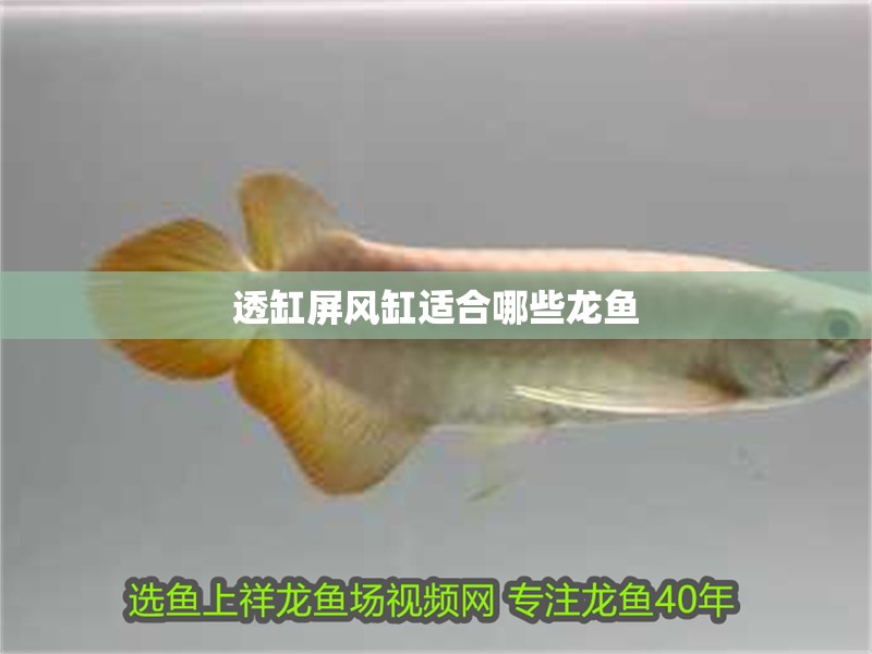 透缸屏風缸適合哪些龍魚