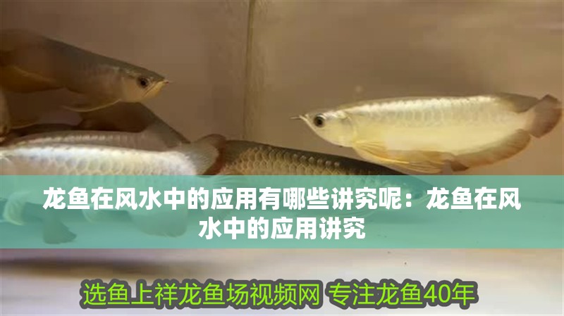 龍魚在風水中的應用有哪些講究呢：龍魚在風水中的應用講究
