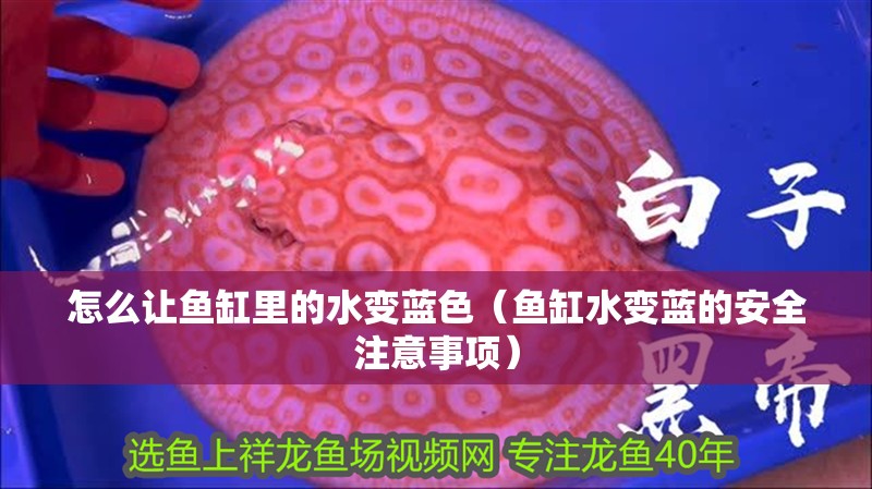 怎么讓魚缸里的水變藍色（魚缸水變藍的安全注意事項）
