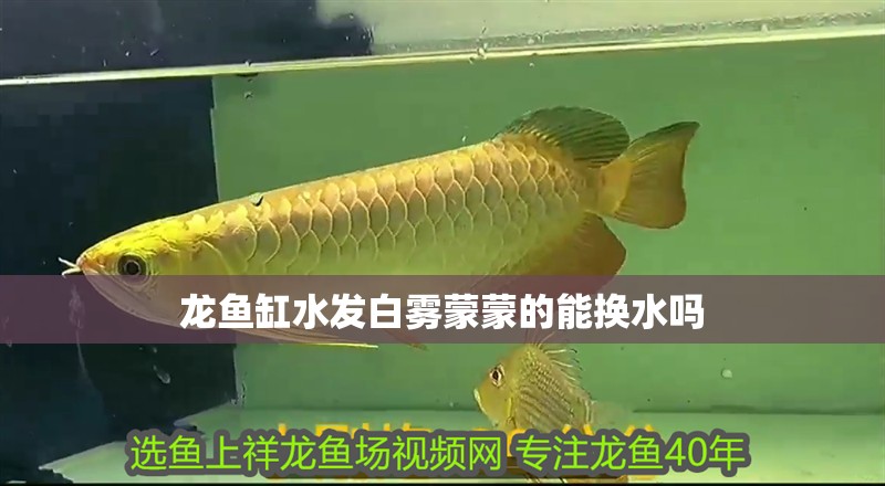 龍魚缸水發(fā)白霧蒙蒙的能換水嗎